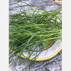 AGRETTI - Roscano (Salsola Soda)