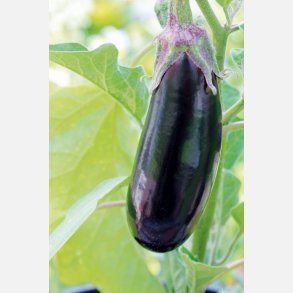 Aubergine LUNGA DI NAPOLI