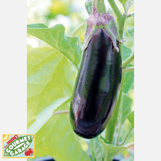 Aubergine LUNGA DI NAPOLI