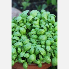 Basilika ITALIANO CLASSICO (EX. GENOVESE) 