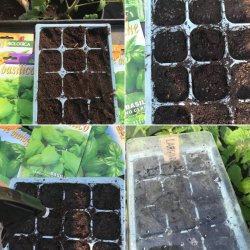 Basilika ITALIKO  - (Italiano classico)