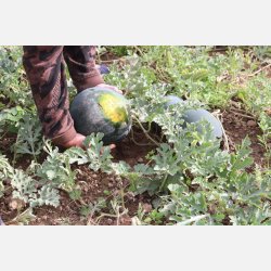 FRBOX - FRUKTGRNSAKER - Ekologiska frer