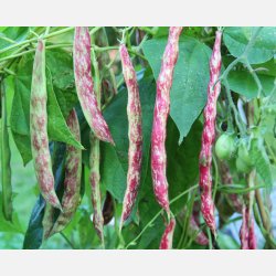 Borlottob�na LINGUA DI FUOCO (Franchi) - Ekologiska fr�er 