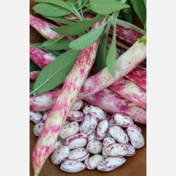 BORLOTTO LAMON (Franchi)