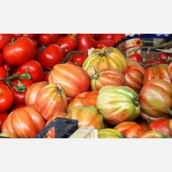 Tomat CANESTRINO DI LUCCA (Franchi)