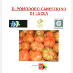 Tomat CANESTRINO DI LUCCA (Franchi)