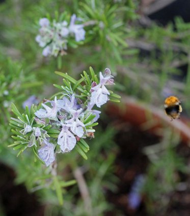 FR&Ouml;BUTIKEN BY GOURMETGARAGE