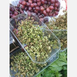 KORIANDER (Coriandolo)