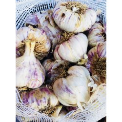 Vitl�k fransk (Ail violet) Germidour - 2 hela l�kar