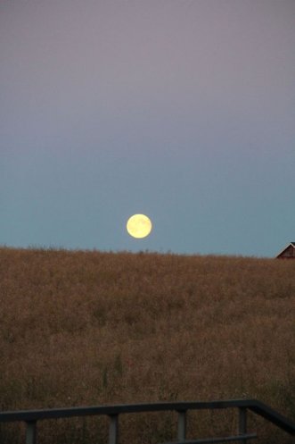 ODLA EFTER M&Aring;NEN - M&Aring;NODLING I PRAKTIKEN