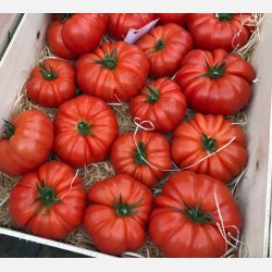 Tomat MARMANDE (Franchi)
