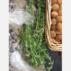 MEJRAM - Maggiorana gentile 