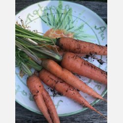 Morot TOUCHON (Franchi)