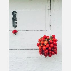 Tomat GALATINO (Piennolo napoletano) 