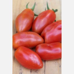 Tomat SAN MARZANO 2 - ekologiska frer - OBS! Ca. 130 EKOFRER