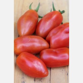 Tomat SAN MARZANO 2 - ekologiska frer - OBS! Ca. 130 EKOFRER