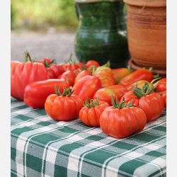 Tomat SAN MARZANO 2 - ekologiska frer - OBS! Ca. 130 EKOFRER