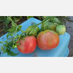 Tomat DI SORRENTO (Sorent) 