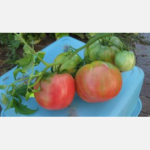 Tomat DI SORRENTO (Sorent) 