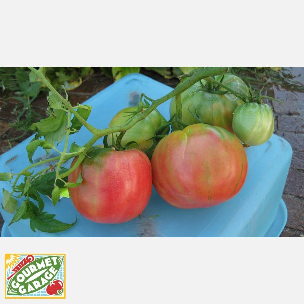 Tomat DI SORRENTO (Sorent) 