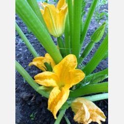 Zucchini ROMANESCO (Franchi)