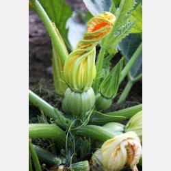 Zucchini Ball Rondini mix - mix av olika runda kultur zucchinisorter