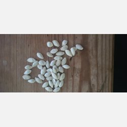 Zucchini Alberello di Sarzana - STORPACK - 45 frer