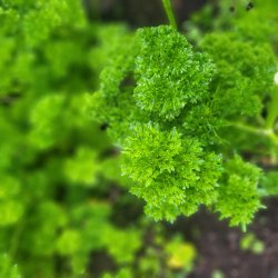 Kruspersilja RICCIO MUSCHIATO 2