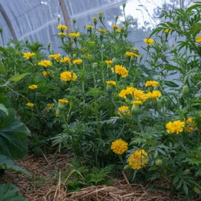 Tagetes AFTERNOON MARMELADE - Ekologiska fr�er