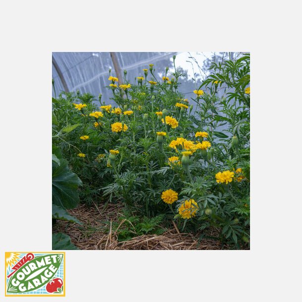 Tagetes AFTERNOON MARMELADE - Ekologiska fr�er