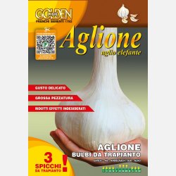 Elefantvitl�k/AGLIONE tipico della Valdichiana - 3 klyftor f�r plantering