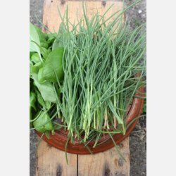 Agretti - Roscano (Salsola Soda)