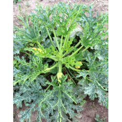 Zucchini Alberello di Sarzana - STORPACK - 45 frer