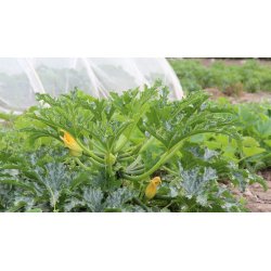 Zucchini Alberello di Sarzana - STORPACK - 45 frer