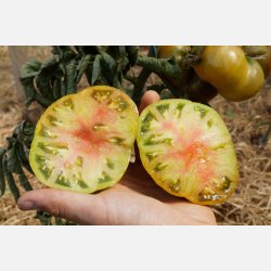 Tomat ANANORI (ANANAS NOIR) - Ekologiska/Demetercertifierade fr�er