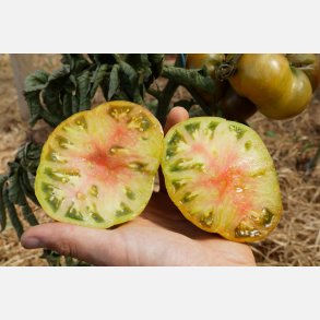 Tomat ANANORI (ANANAS NOIR) - Ekologiska/Demetercertifierade fr�er