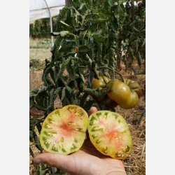 Tomat ANANORI (ANANAS NOIR) - Ekologiska/Demetercertifierade fr�er