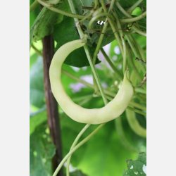 Strbna Anellino giallo