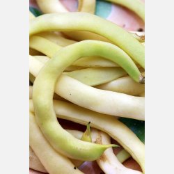 Strbna Anellino giallo