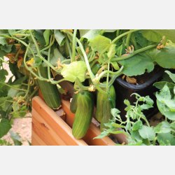 Stadsodlingsbox - BALCONY SEED BOX - Ekologiska fr�er