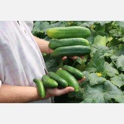Salladsgurka ANTJE - Ekologiska fr�er