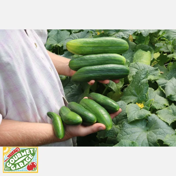 Salladsgurka ANTJE - Ekologiska fr�er