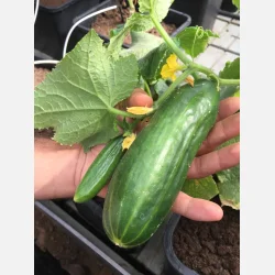 Salladsgurka ANTJE - Ekologiska fr�er