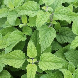 Apelsinmeliss - MELISSE ORANGE - Ekologiska fr�er