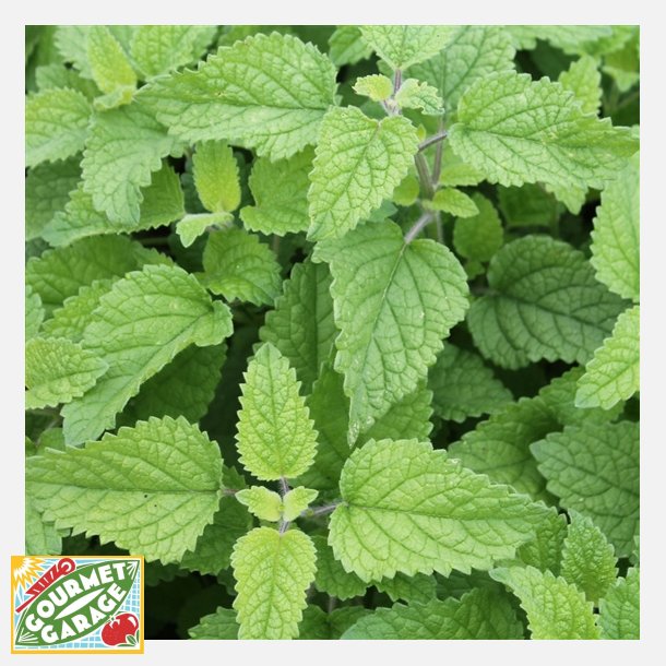 Apelsinmeliss - MELISSE ORANGE - Ekologiska fr�er