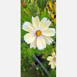 Rosenskra Apricot Lemonade