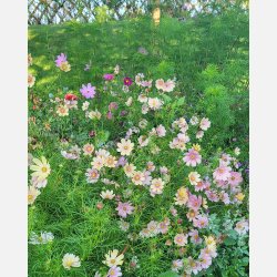 Rosenskra Apricot Lemonade