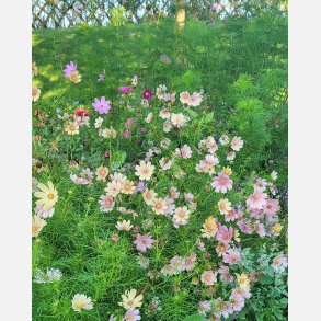 Rosensk�ra APRICOT LEMONADE