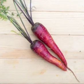 Morot rd ATOMIC RED - ekologiska frer