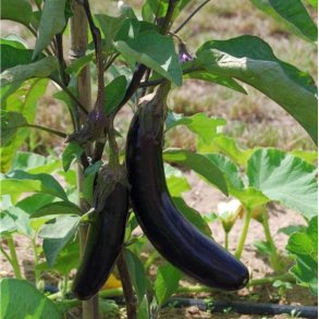 Aubergine de Barbentane - ekologiska fr�er